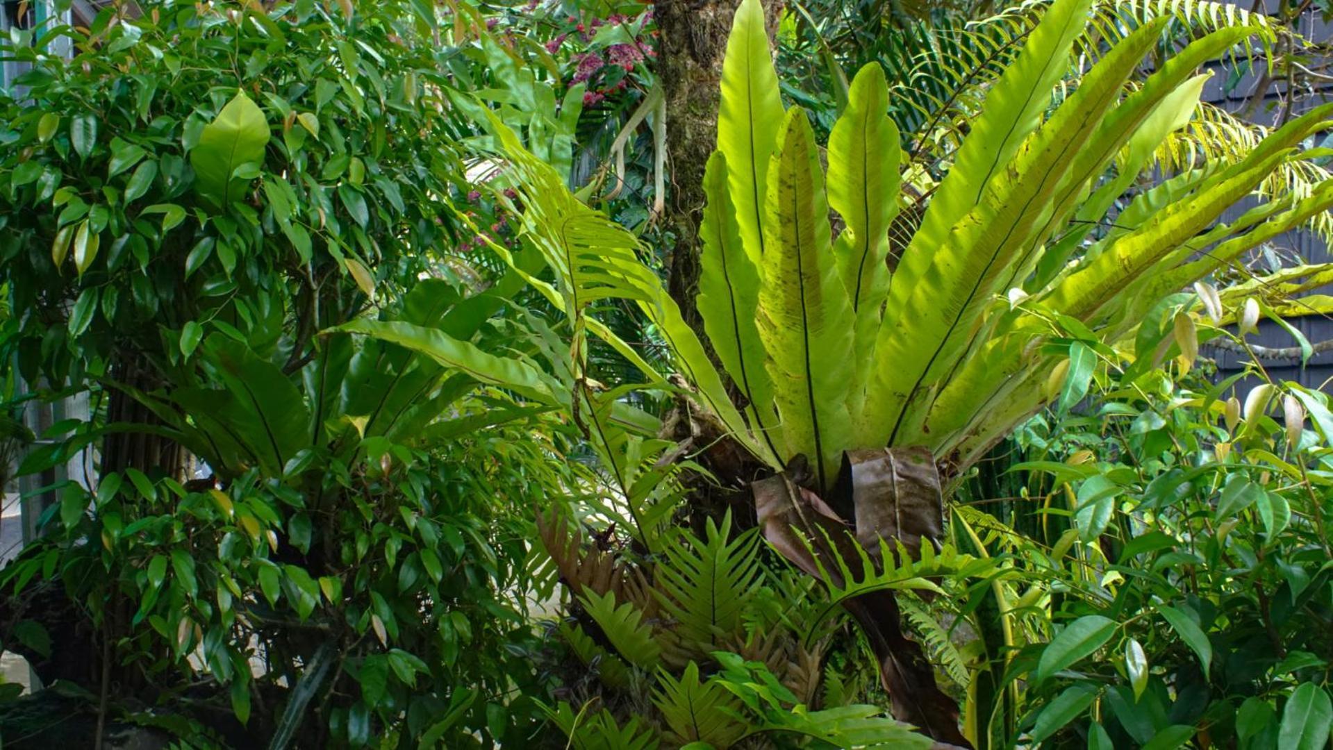 Goa Walet Cottage Praya Ngoại thất bức ảnh